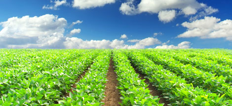 Agricolas